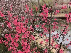 -朝阳公园
