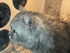 -瑞派宠物医院·犬猫全科·猫友好(宾水西道店)