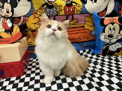 -Pets First伊珊娜洗护·精致美容·家庭式寄养(新会路店)