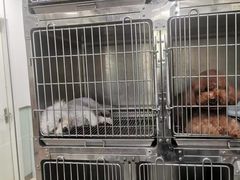 -宠福鑫康馨动物医院·骨科·眼科