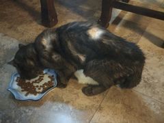 -纳吉亚猫专科动物诊疗中心(蒋宅口分院)