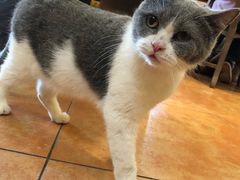 -more than meow吴止猫主题餐厅(承德 中船汇店)