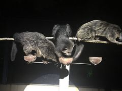 -清迈夜间动物园