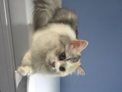 iphone_upload_pic-喵的天空名猫咖啡馆·撸猫·猫舍·用品
