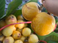 -塘栖枇杷特色园区