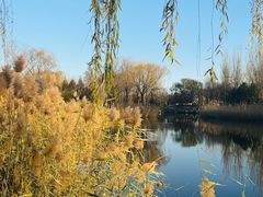 -大兴滨河森林公园