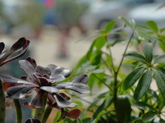 -隹木咖啡馆(宝龙广场店)