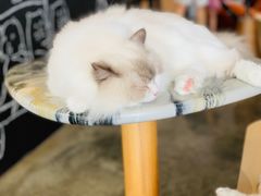 -瞄一喵猫咖(格力海岸店)
