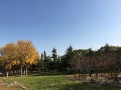 -大兴滨河森林公园