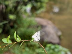 -中国茶叶博物馆(双峰馆区)