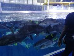 -迪拜水族馆及水下动物园