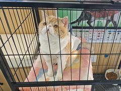 -瑞派长江宠物医院·猫科·外科·24小时夜护(谊城公寓分院)
