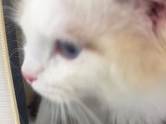 -贝康宠物医院·犬猫全科·小动物特色诊疗中心(东环路店)