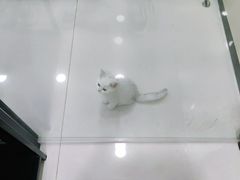 -安安宠物医院(情缘分院)