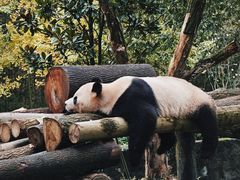 -都江堰中华大熊猫苑