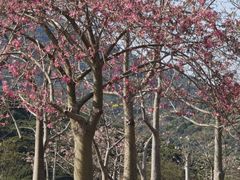 -风云岭森林公园