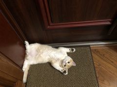 -东方名猫馆·英短金渐层布偶猫舍(环线广场1号楼店)