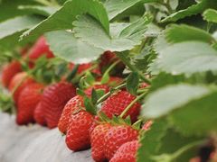 -大自然农场蔬菜草莓采摘园