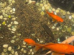 -隐炉和牛烧肉店(群力店)