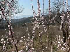 -白水寺森林公园