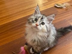 -爱侣宠医·鹦鹉专科·小型哺乳类·异宠专科(灵石路店)