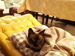 -瑞派宠物医院·中兽医专科(中央商城分院)