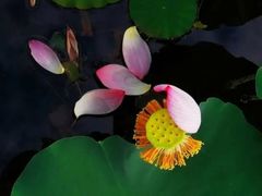 -桤木河湿地公园