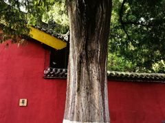 -武侯墓风景区
