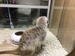 -藦茜花园宠物主题亲子互动体验馆(国顺东路店)