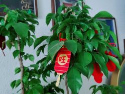 点击看大图 -薇薇安花系SPA