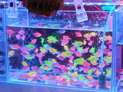 -中环花鸟鱼虫市场