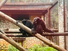 -昆明动物园