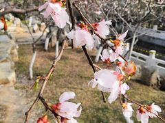 -桃花堤公园