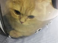 -瑞派宠物医院·犬猫全科·猫友好(宾水西道店)