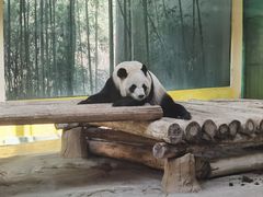 -杭州野生动物世界