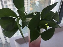 -新湖明珠城