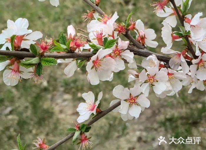 长春公园(普阳街道)图片