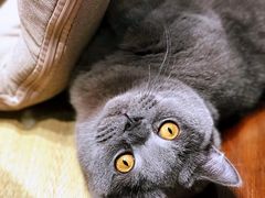-逗柴咖啡屋·狗咖猫咖宠物桌游