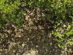 -北海金海湾红树林生态旅游区