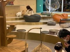 大堂-飞行喵MR PILOT|猫舍·猫咖(静安大融城店)