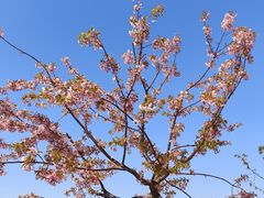 -新江湾城公园