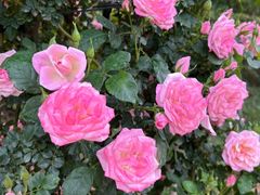 -名花谷生态庄园