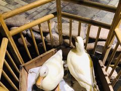 -馬蘭花開(车站大道店)