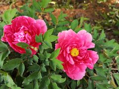 -平顶山博物馆