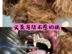 -北京观赏动物医院·24小时大型综合·猫专科·异宠专科