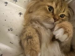 -爱妮康宠物医院·干细胞免疫细胞·肿瘤·心脏(张江店)