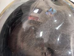 -喜多萌中农锦绣动物医院24H·猫科·牙科MRI·CT