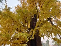 -清华大学玉泉医院