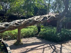 -瑞丽独树成林风景区