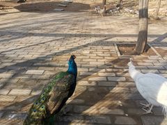 -石家庄市动物园